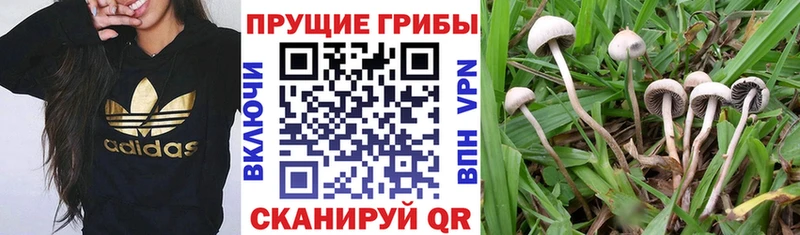 Галлюциногенные грибы Psilocybe  Купить где  Шелехов 